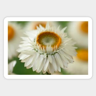 Helichrysum bracteatum  &#39;Nevada White&#39;  Everlasting flower Sticker